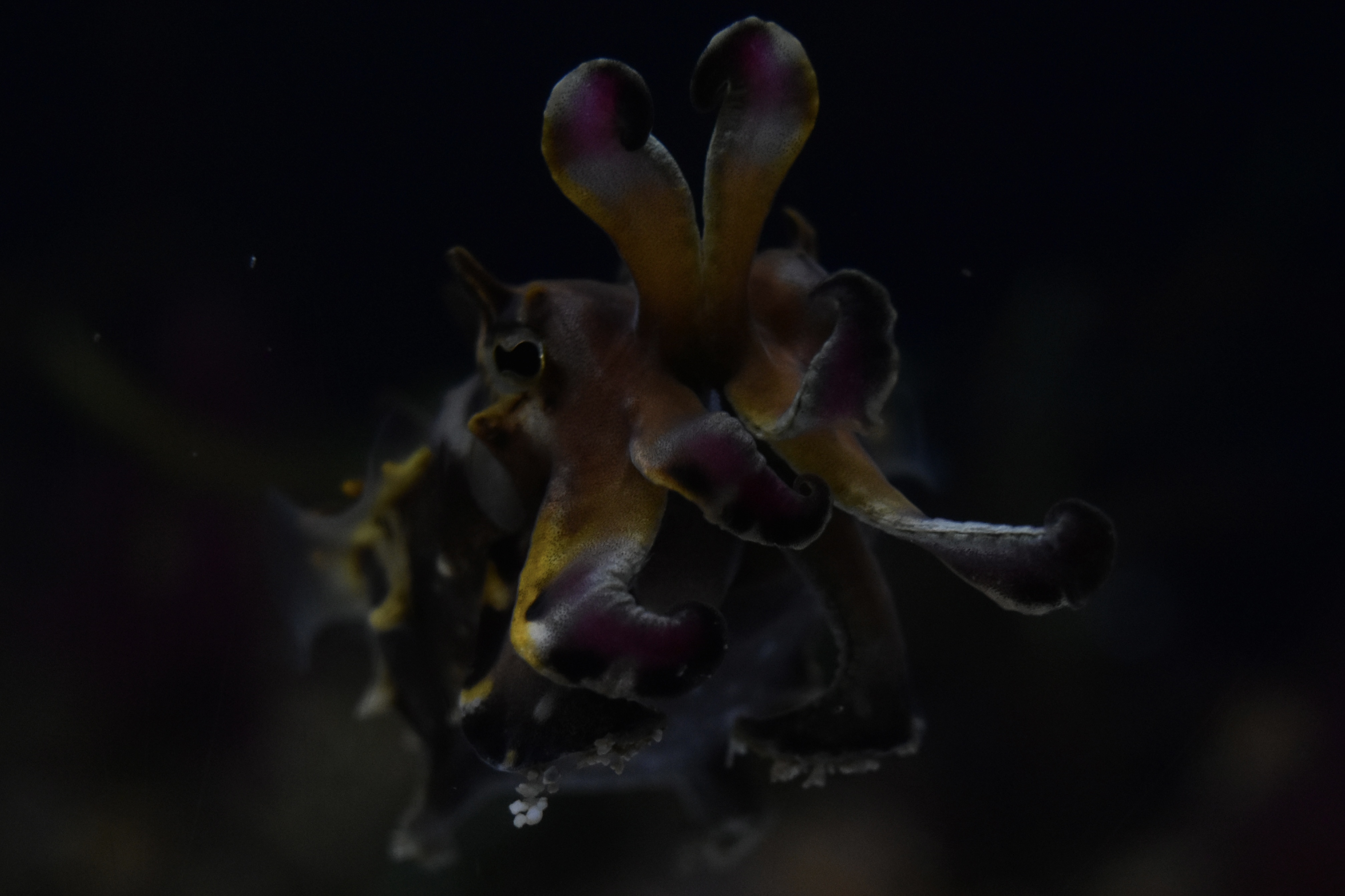 A cuttlefish that looks like an orchid